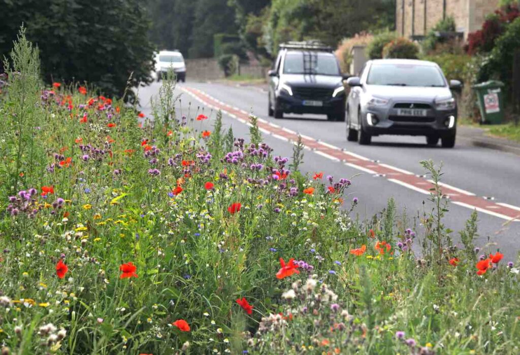 ENV - TRANPORT - flowers slow down drivers