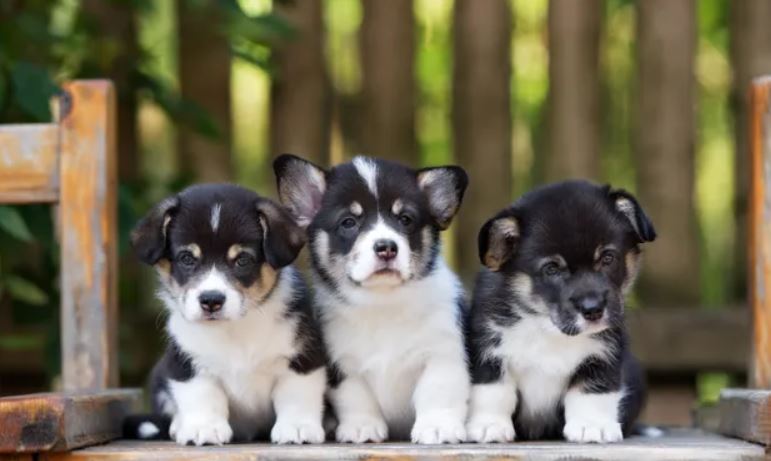 COM - Cute Puppies